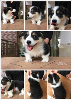 IMG_0587_副本12.jpg