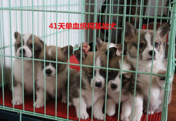 柯基幼犬出售
