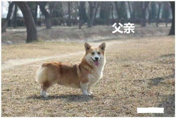 爸爸