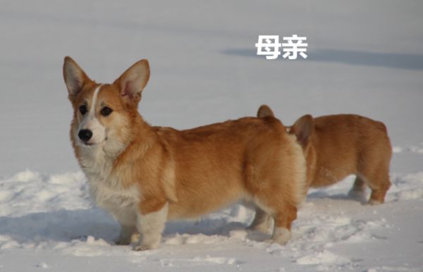 六六