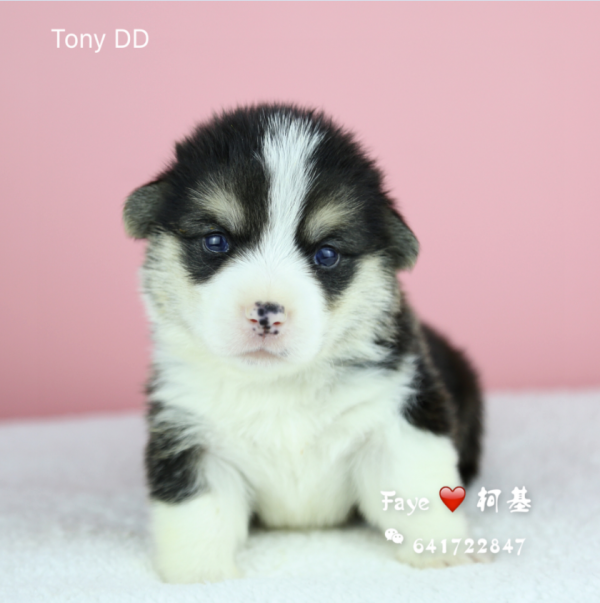 Tony1-QQ图片20170505105525.png