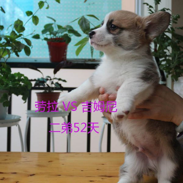 52天柯基犬二弟1.jpg