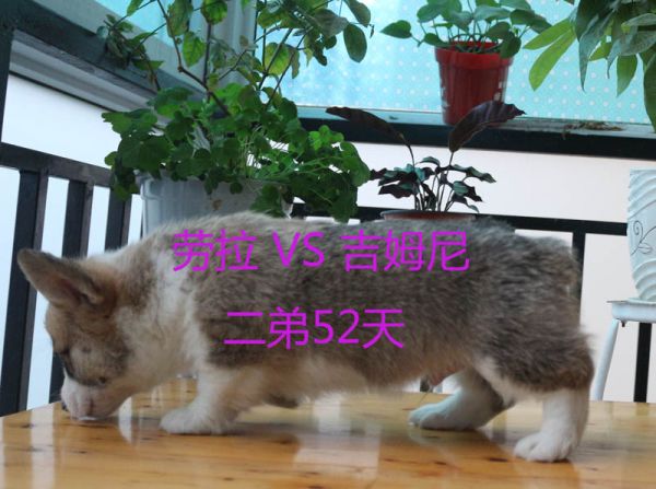 52天柯基犬二弟4.jpg
