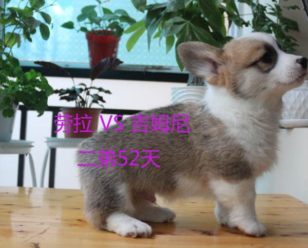 52天柯基犬二弟7.jpg