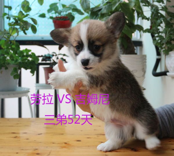 52天柯基犬三弟.jpg