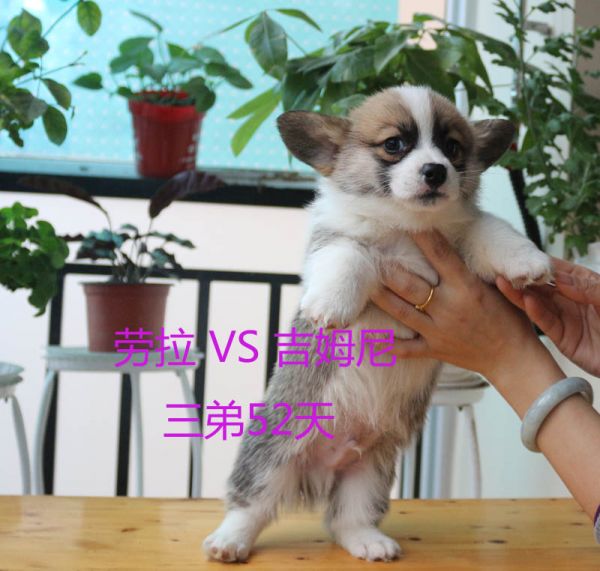 52天柯基犬三弟2.jpg