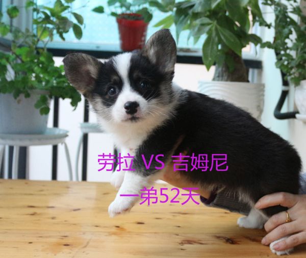 52天柯基犬一弟.jpg