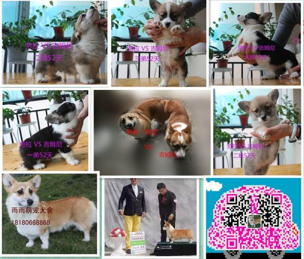 纯种柯基犬出售