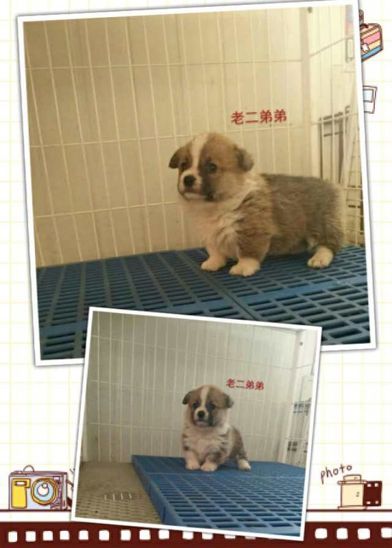 老二弟弟