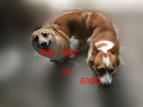 劳拉配种照.jpg