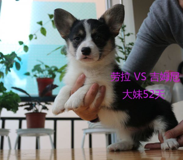 52天柯基犬大妹2.jpg