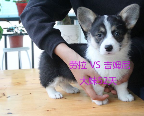 52天柯基犬大妹6.jpg