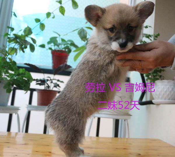 52天柯基犬二妹1.jpg