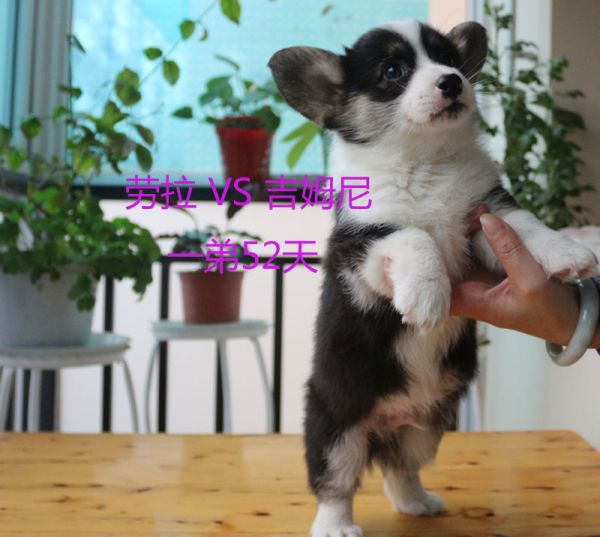 52天柯基犬一弟4.jpg