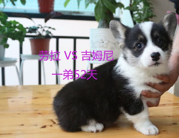 52天柯基犬一弟8.jpg