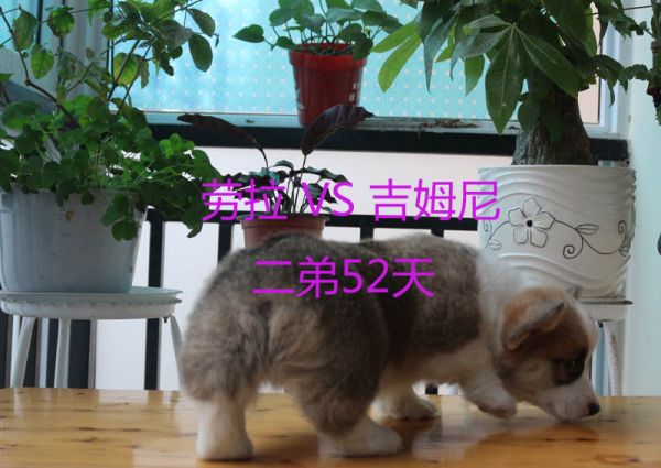 52天柯基犬二弟3.jpg