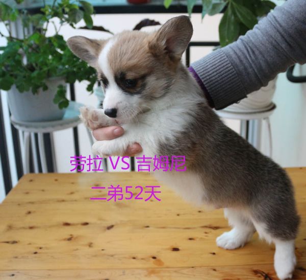 纯种柯基犬图片