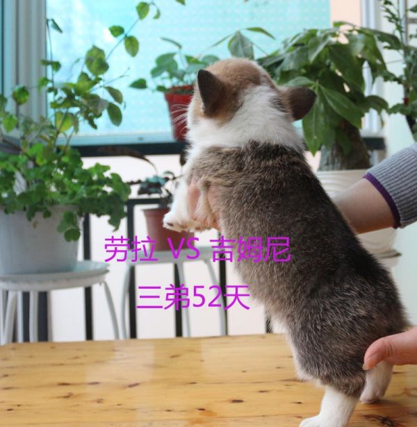 52天柯基犬三弟3.jpg