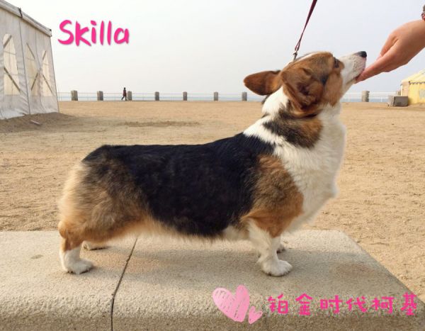 Skilla-1_副本.jpg