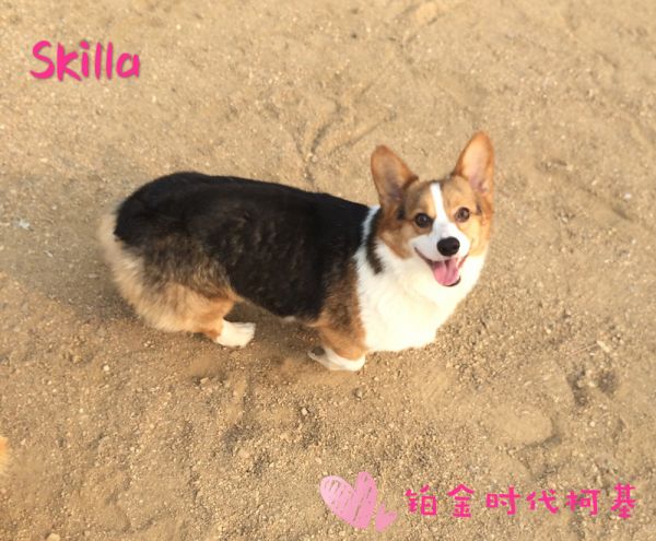Skilla-2_副本.jpg