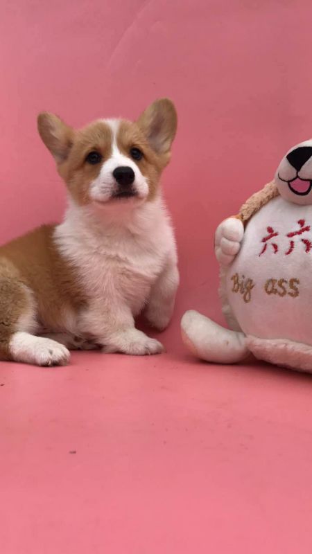 两个多月的时候，样子已经非常帅气了