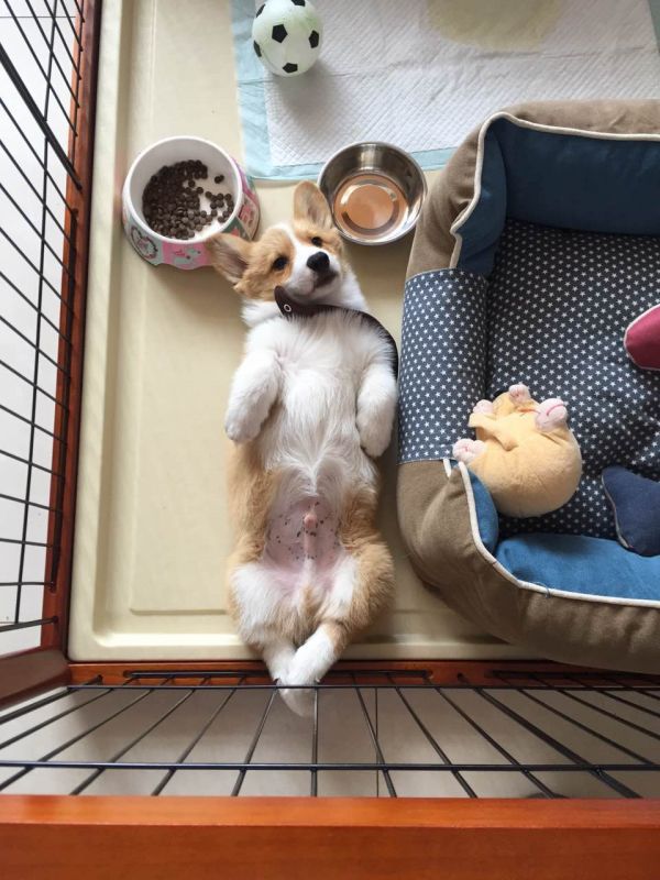 柯基的标准睡姿