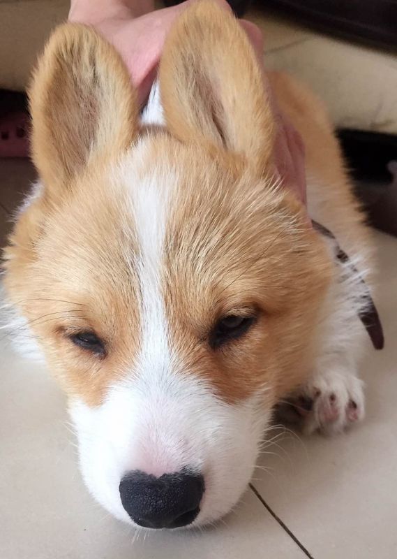 兔子还是狗