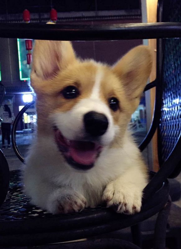 装得了帅卖得了萌