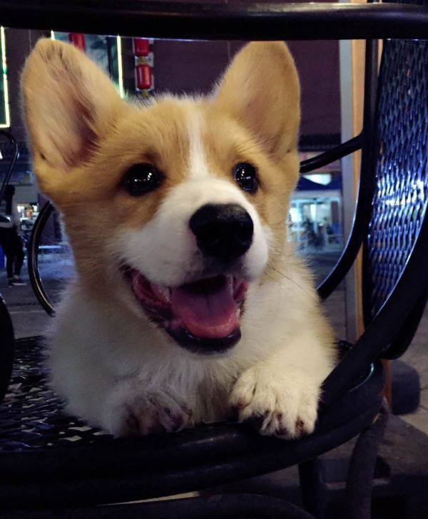 可爱