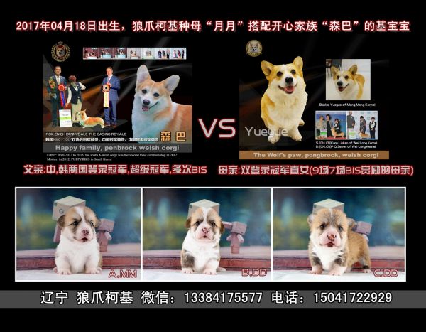 森巴&amp;月月的宝宝_副本.jpg