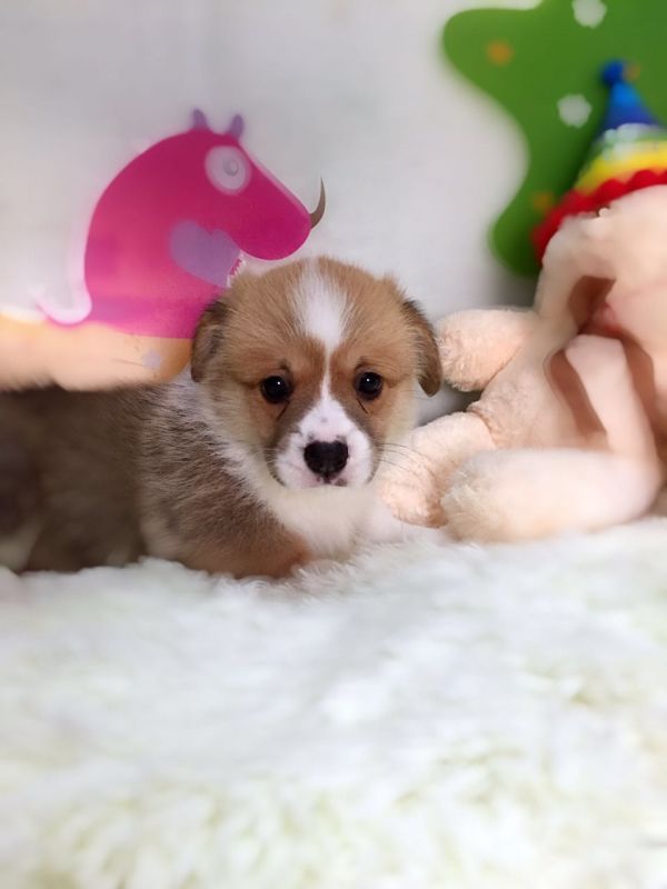 母