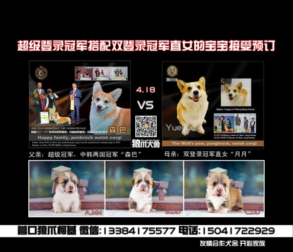 幼犬预订1_副本.jpg