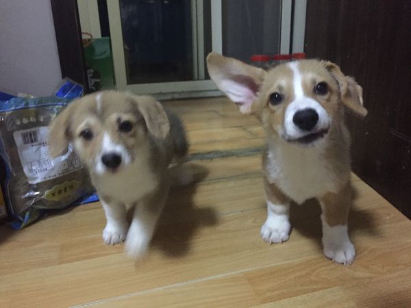 有个耳朵已经立起来了