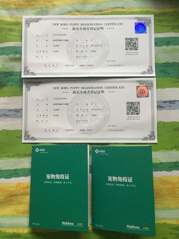 纯种血统出生纸和疫苗本