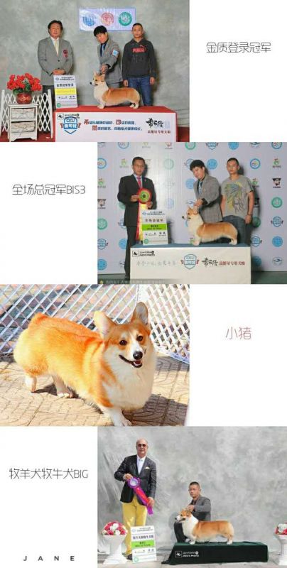 狗爸爸金质登陆冠军小猪
