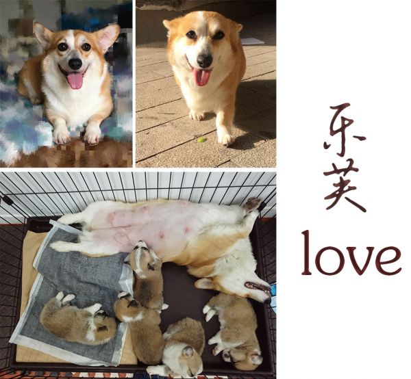 狗妈妈乐芙