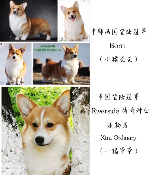 小猪的父亲和爷爷