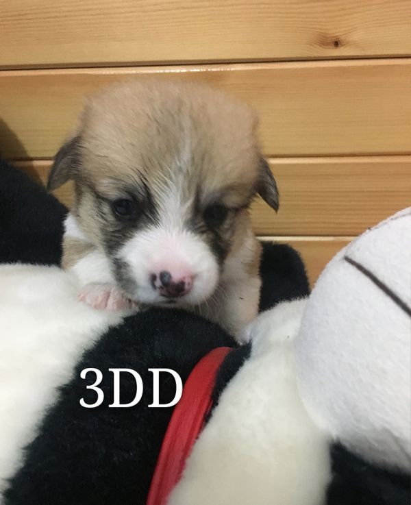 3d.jpg