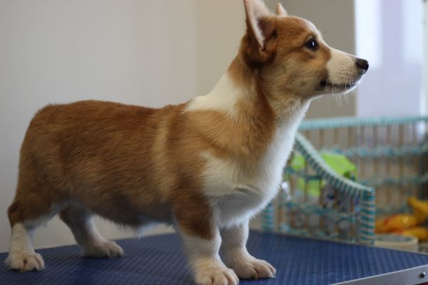 米苏 四个月 (8).JPG