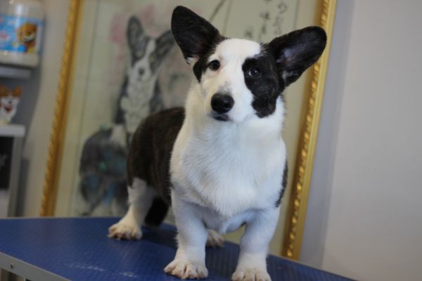 可心 四个半月 (12).JPG