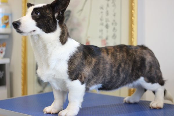 可心 四个半月 (2).JPG