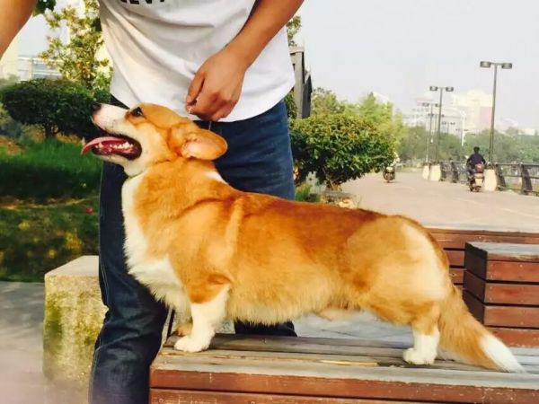 狗粑粑