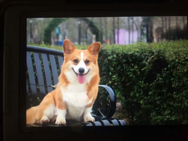 狗粑粑