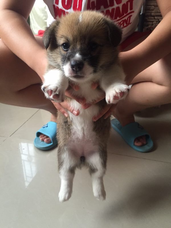 狗宝宝