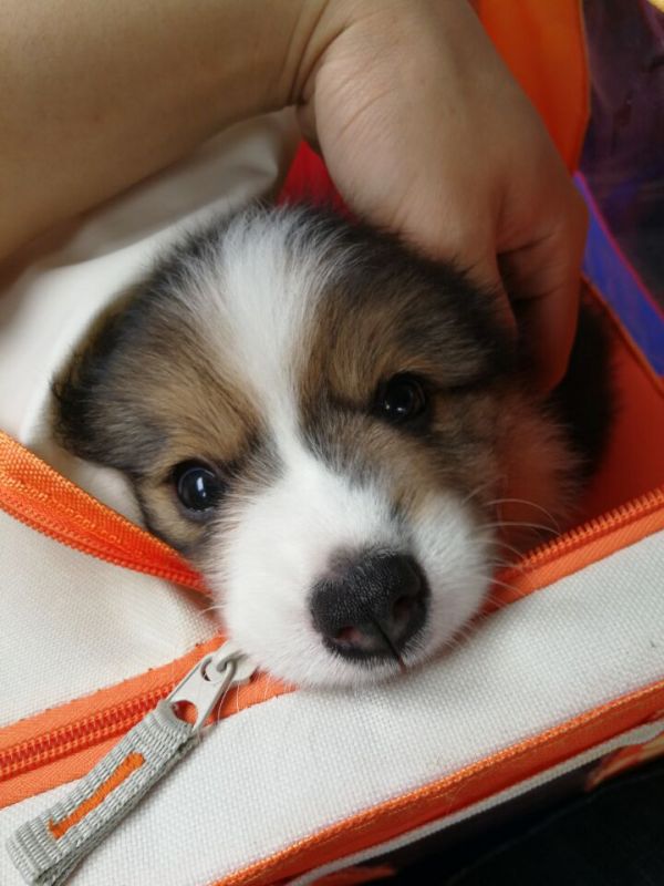 好像不是什么好事