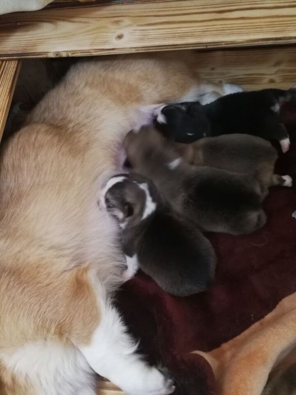 和兄弟姐妹们抢奶