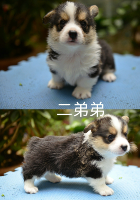 QQ截图20170607180751.png