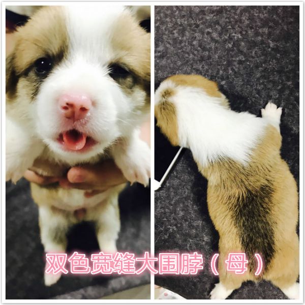 双色大斑点.jpg