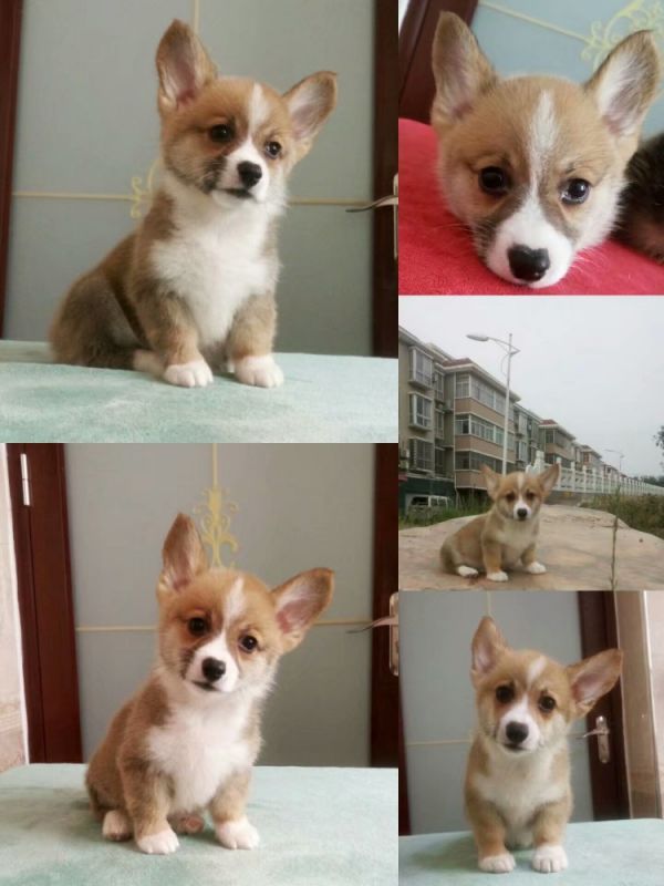 小公三个月照片