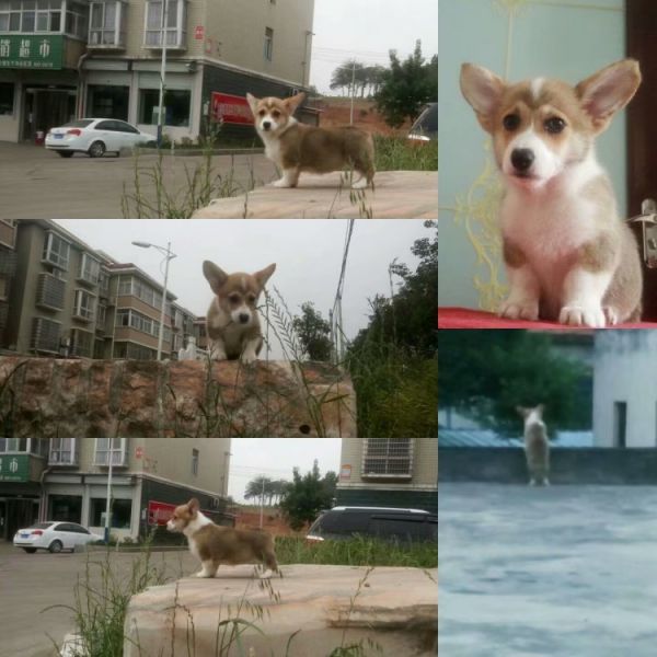 小母三个月照片